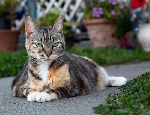 Investing in your cat’s health: how preventive care costs now limit future pet financial stress