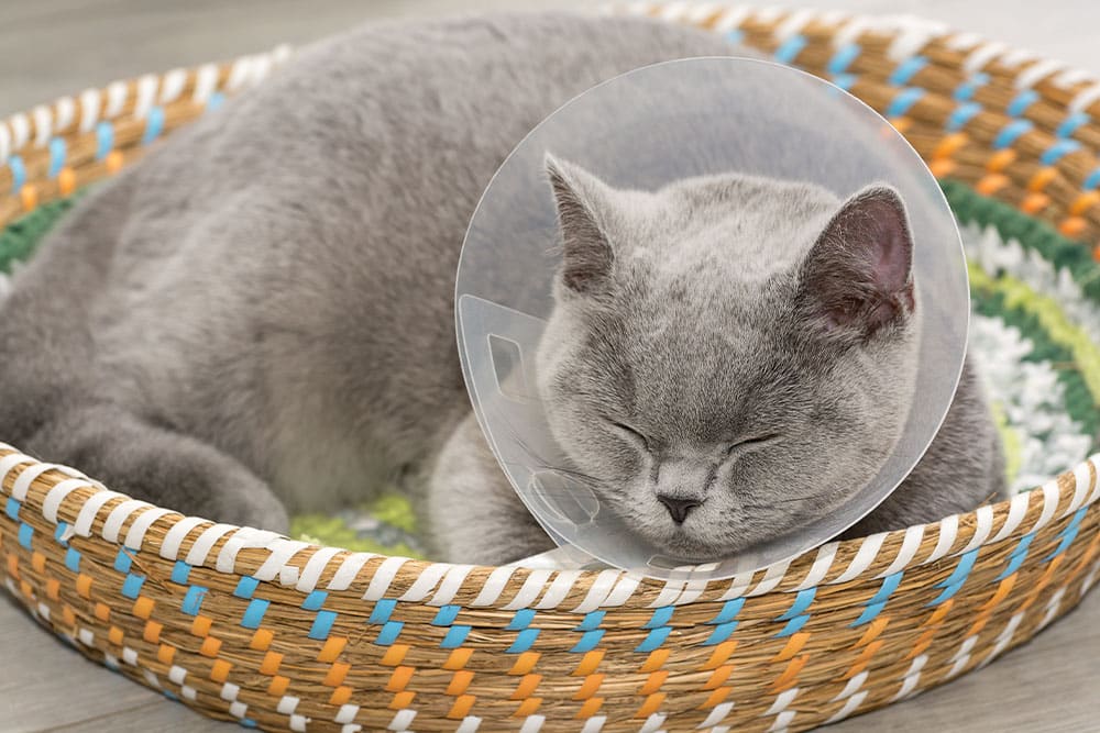 A grey cat wearing a plastic recovery cone sleeps in a woven basket.