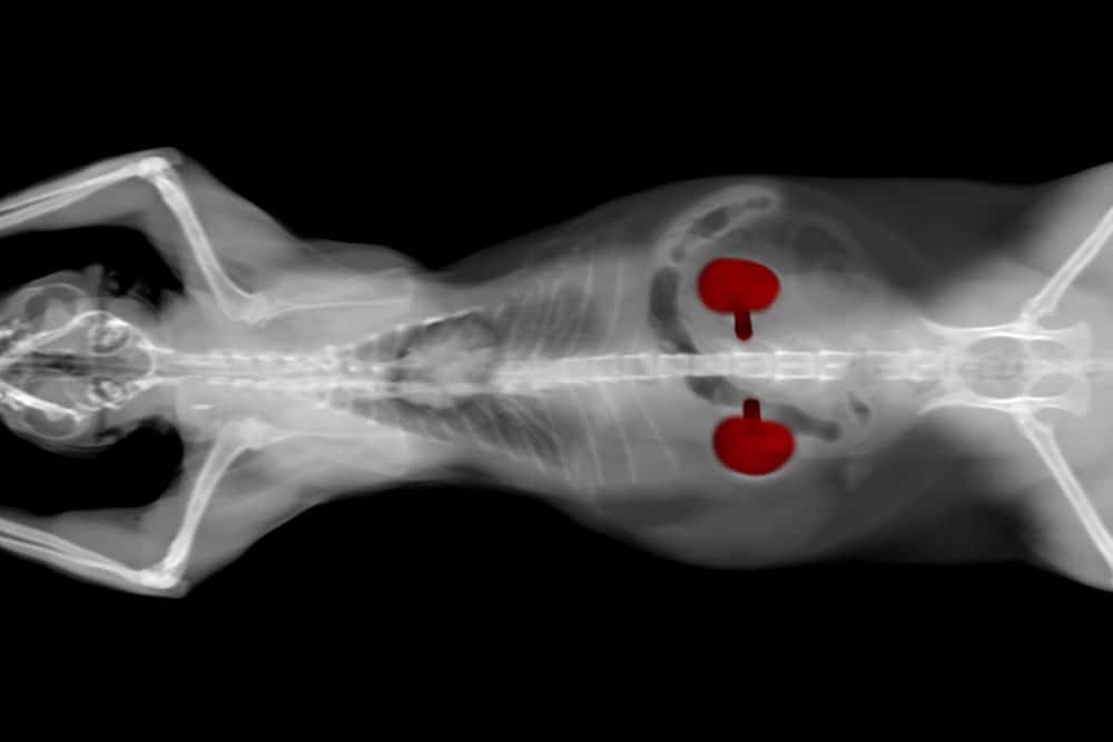 An X-ray image of a cat’s body viewed from above, with both kidneys highlighted in red to show their location within the abdomen.