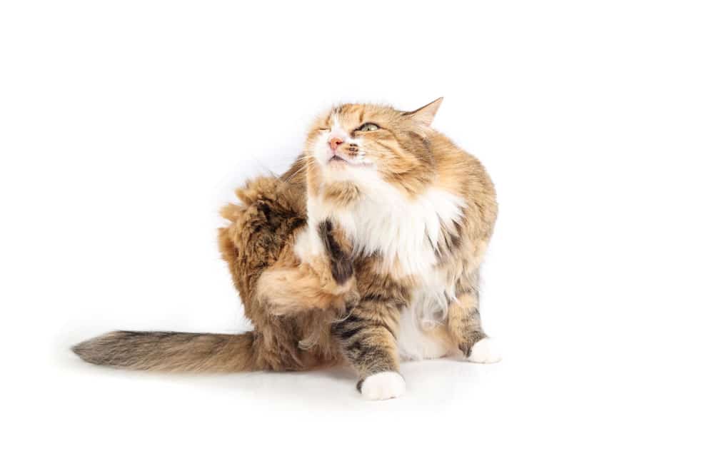 A fluffy brown-and-white cat sitting and scratching its neck with its hind leg against a plain white background.
