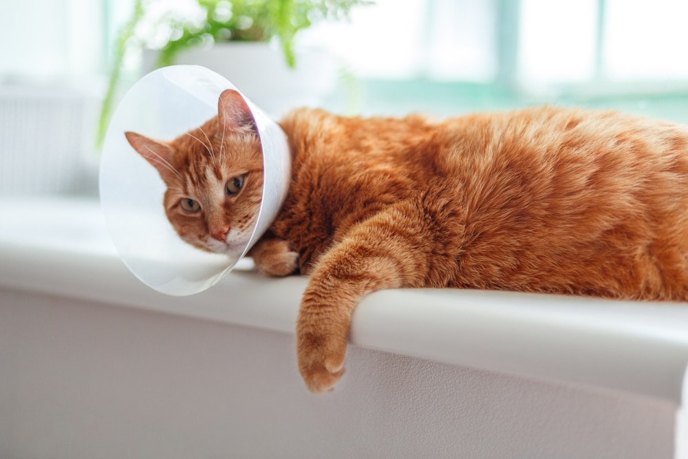 An orange tabby cat wearing a plastic e-collar rests on a white ledge.