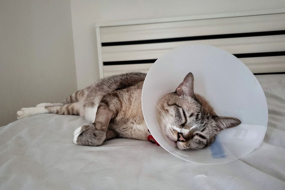 **Alt text:**
A gray cat wearing a protective cone sleeps peacefully on a bed, resting on its side during recovery at home.