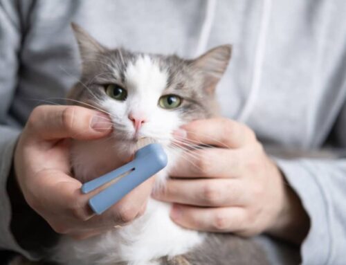 Dental Home Care That Works: Brushes, Wipes, and Gels