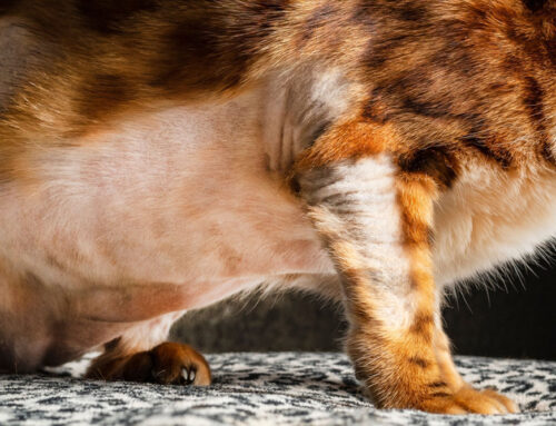 Alopecia in Cats