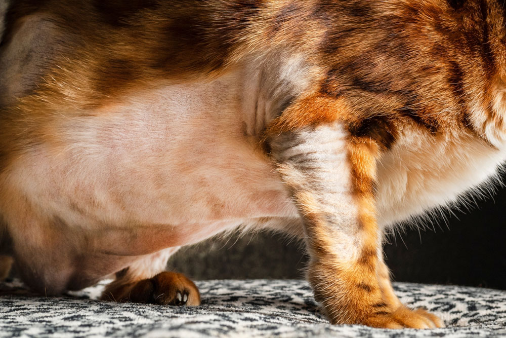 Close-up of a cat’s shaved belly and front legs, showing smooth skin and short fur after a veterinary procedure, with the cat standing on a patterned surface.