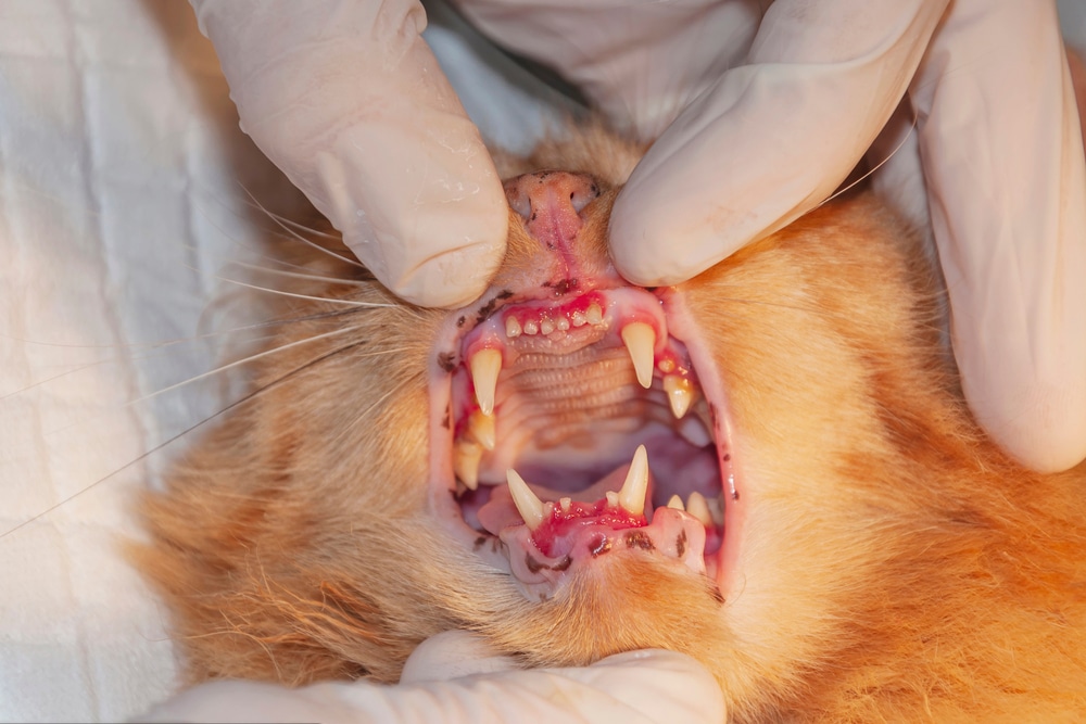 Professional veterinarian examining a cat’s teeth during a dental checkup in a veterinary clinic, showing close-up pet dental care and oral health exam.