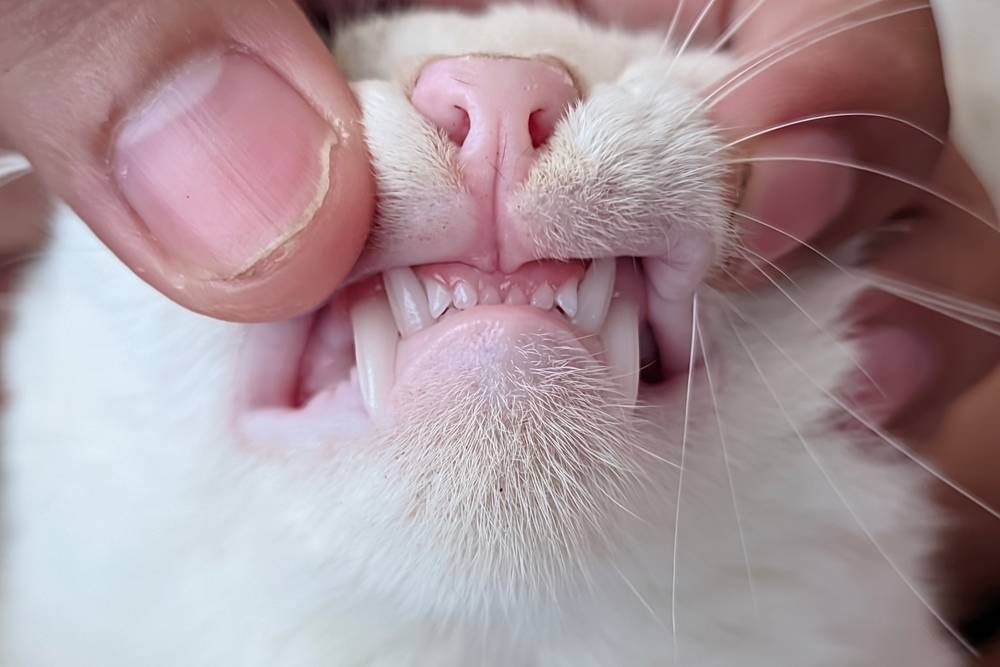 Veterinarian performing dental health checkup on cat, examining teeth and gums during pet dental exam.