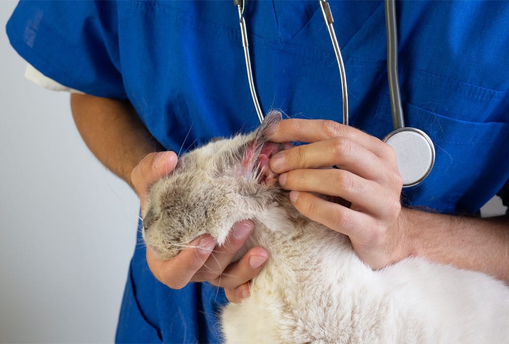 Cat with red irritated ear due to skin allergy or dermatitis close-up.