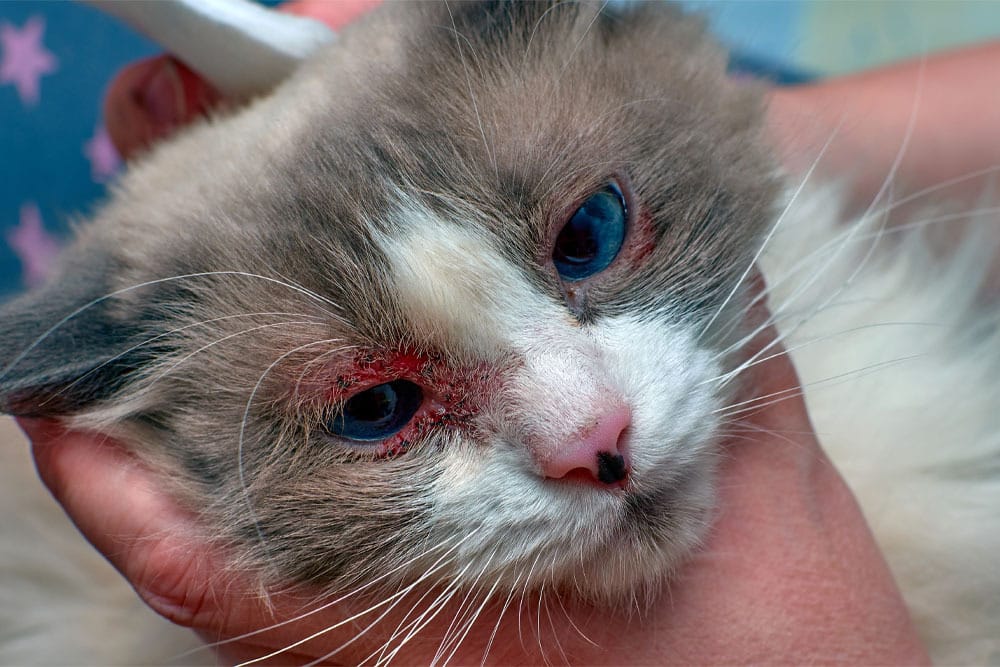 Close-up of domestic cat with allergic skin disease showing dermatitis wound and irritated skin on neck.