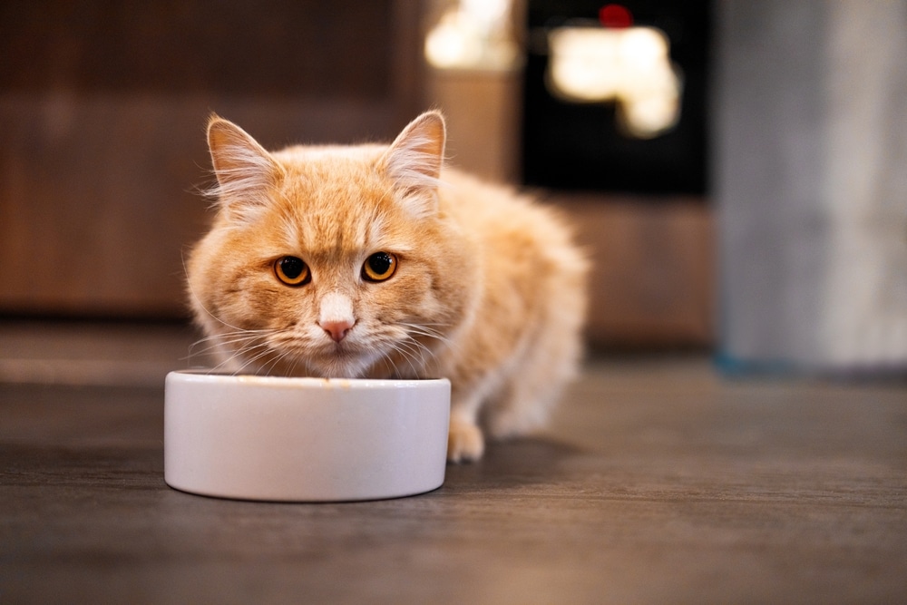 Ginger cat eating dry cat food from a bowl indoors, cute domestic pet close-up
