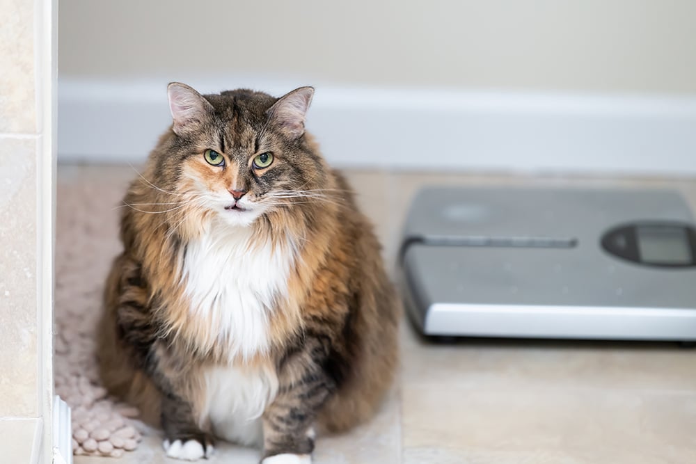 Overweight cat standing near a weighing scale, showing pet weight management and obesity concept in veterinary care.