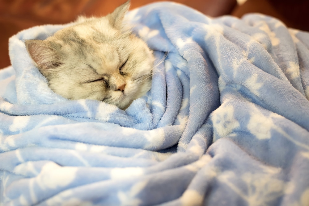 Close-up of a Chinchilla Persian cat’s face with partially closed eyes and a tense expression, illustrating subtle facial cues used in feline pain assessment and grimace scales.