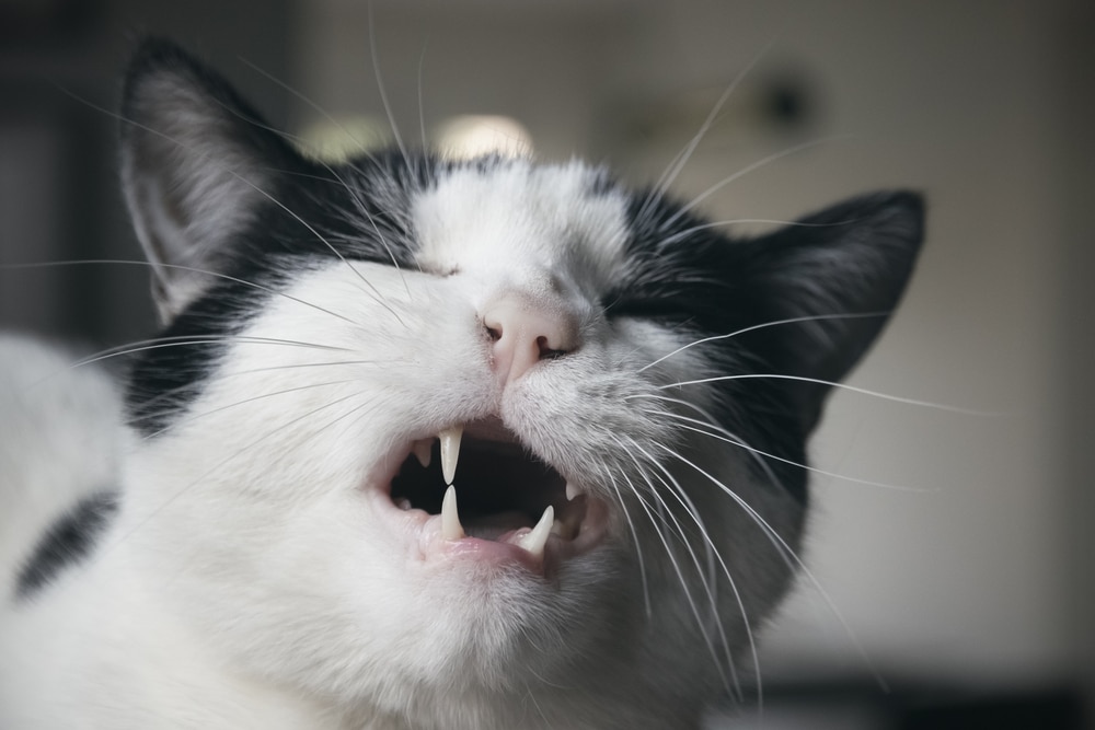 Close-up of a black-and-white cat with its mouth slightly open and lips curled back, appearing to grimace while looking off to the side.