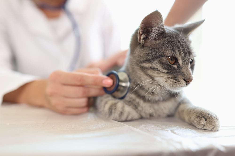 Veterinarian performing a physical examination on a kitten to assess overall health, detect potential issues, and support preventive care.