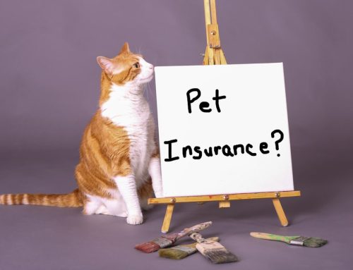 Is Pet Insurance Worth It for Your Cat? What to Know Before You Choose