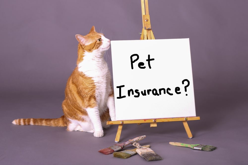 Orange and white tabby cat standing indoors and looking alert, representing healthy feline behavior and everyday cat care.