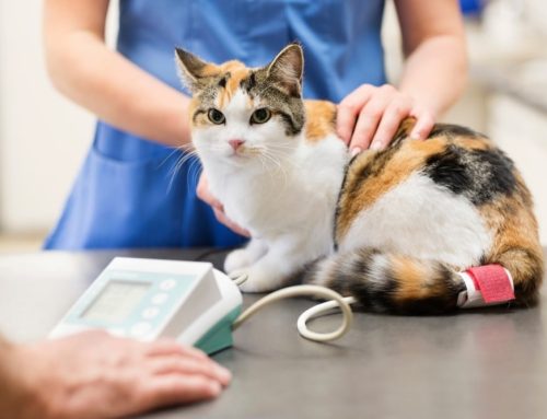 Why Is High Blood Pressure So Easy to Miss in Senior Cats?
