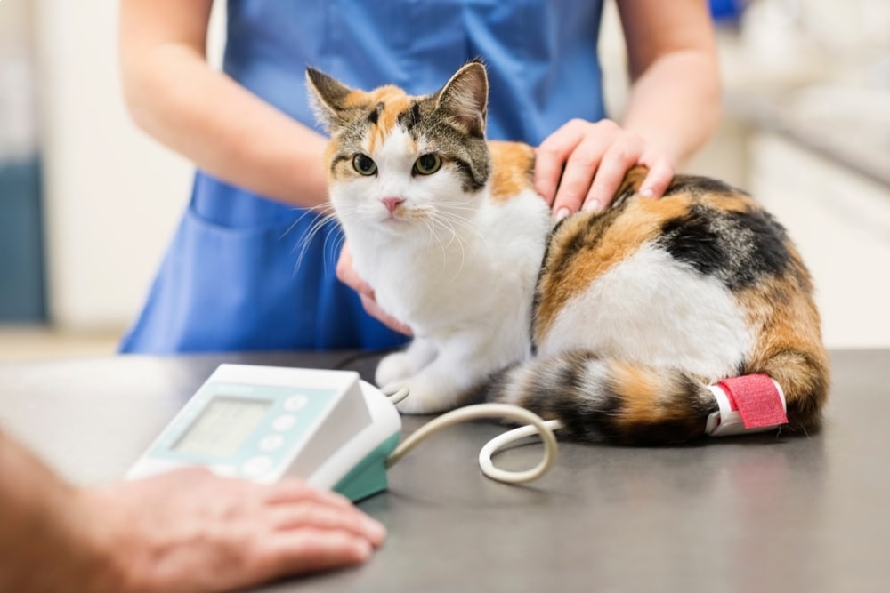 Veterinarian performing a routine checkup on a cat to assess overall health and support preventive veterinary care.