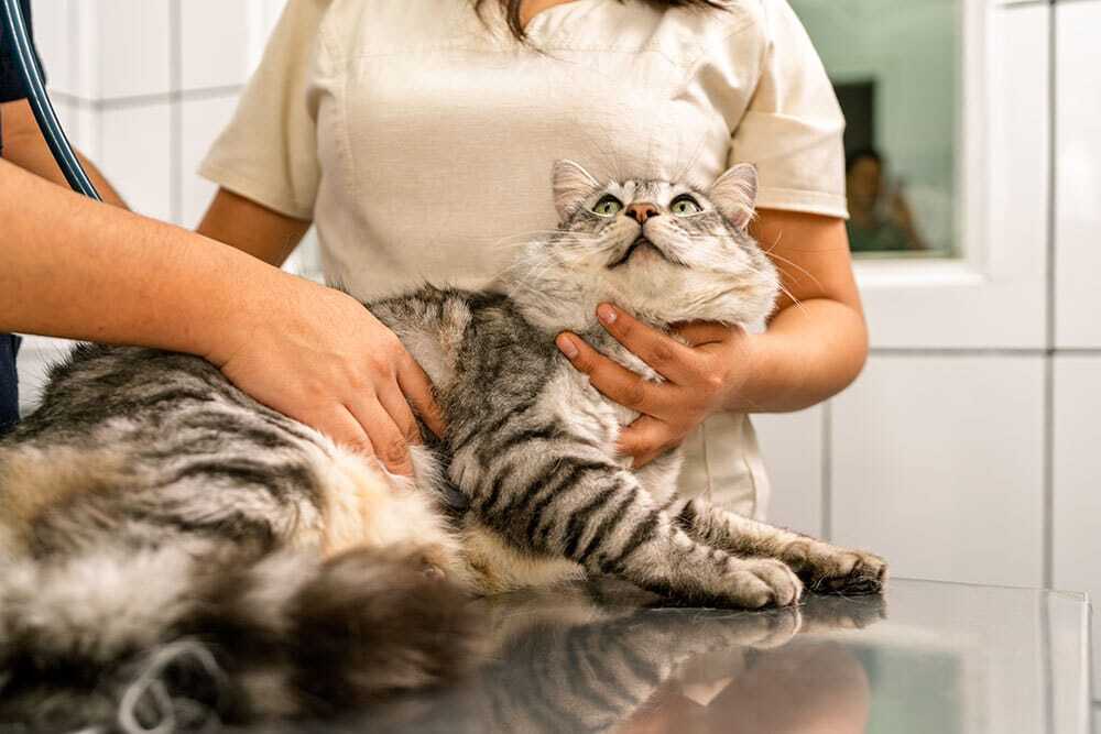Tabby cat receiving a routine veterinary health check to evaluate overall wellness and detect potential health concerns.