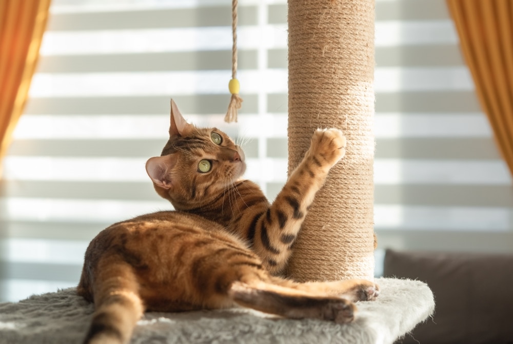 Bengal cat playing with a scratching post to encourage healthy scratching behavior.