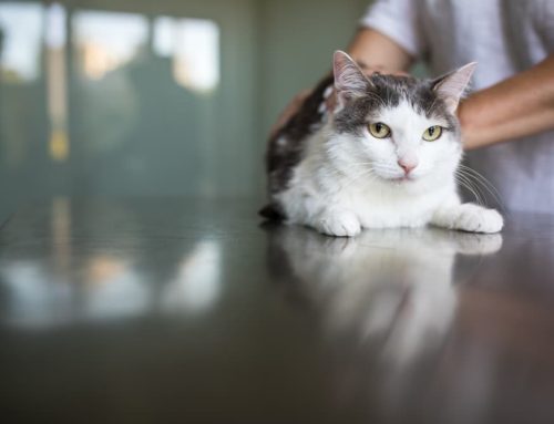 Will My Cat Jump Again After FHO Hip Surgery?