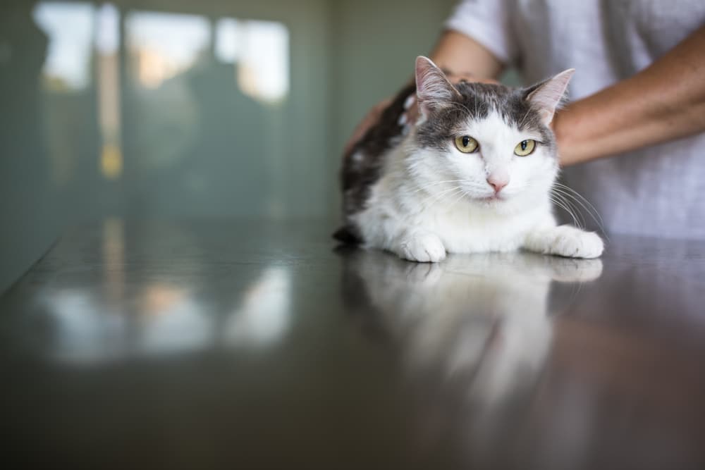 Veterinarian examining a sick cat during a medical evaluation at a veterinary clinic.