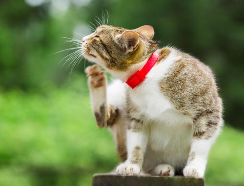 Why Is Your Cat Itching: Fleas, Food, or Environment?