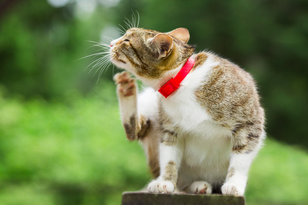 Street cat scratching itself outdoors, illustrating itching and potential skin irritation caused by fleas, parasites, or allergies.