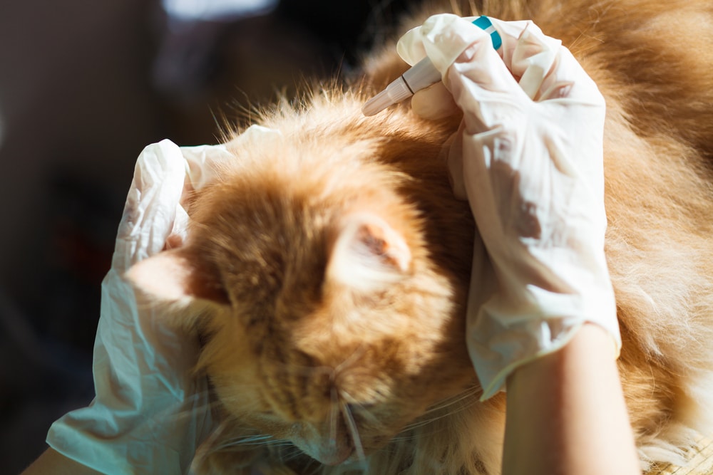 Cat receiving preventive veterinary care, including deworming and immunization, at a veterinary clinic